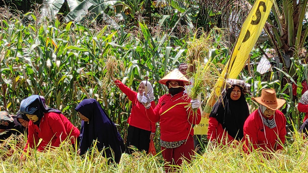 Daulat Pangan Tanpa Intervensi Pihak Luar Minggu, 31/10/2021