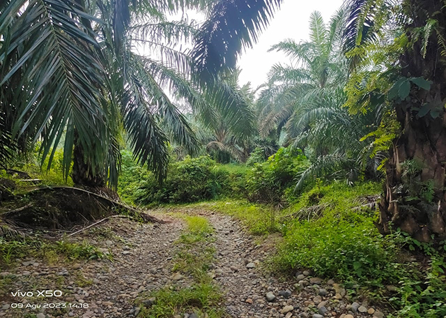 talang baru