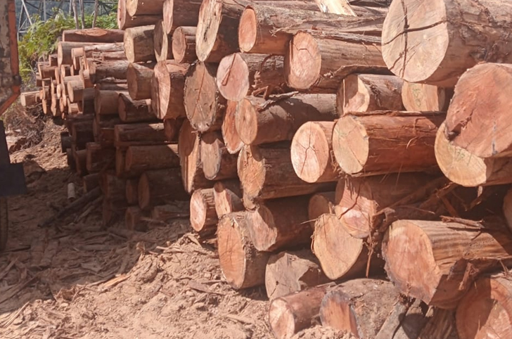 kayu 2 jpeg Ilegal Logging